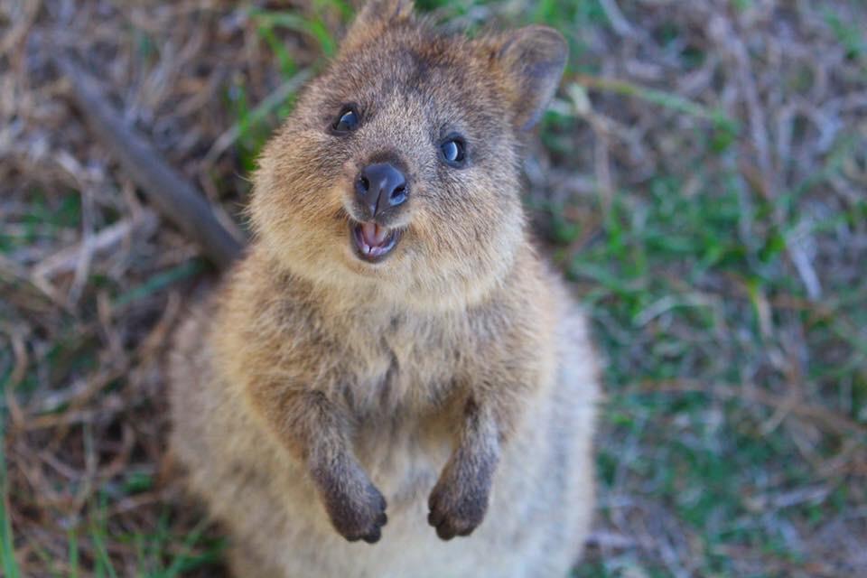 Quokka